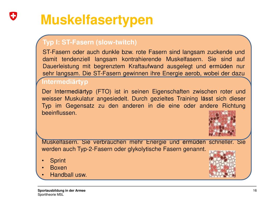 Muskelfasertypen Typ I: ST-Fasern (slow-twitch) Intermediärtyp