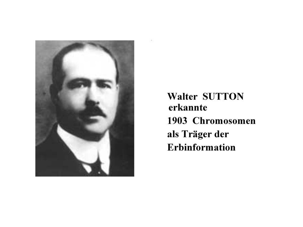 1903 Chromosomen als Träger der Erbinformation Walter SUTTON erkannte
