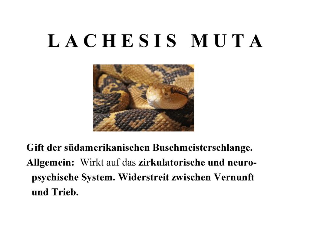 L A C H E S I S M U T A Gift der südamerikanischen Buschmeisterschlange. Allgemein: Wirkt auf das zirkulatorische und neuro-