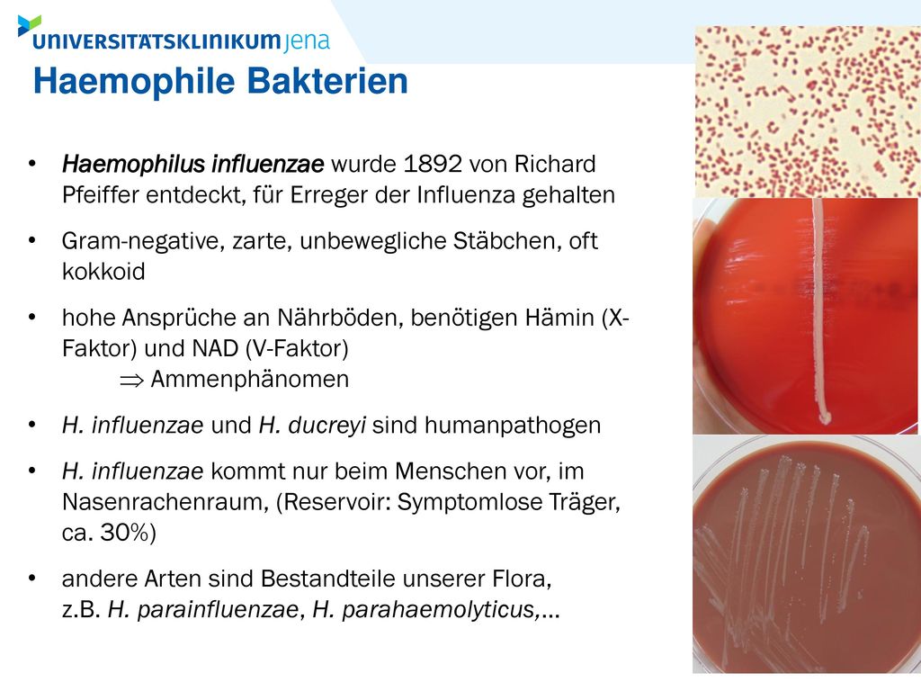 Haemophile Bakterien Haemophilus influenzae wurde 1892 von Richard Pfeiffer entdeckt, für Erreger der Influenza gehalten.