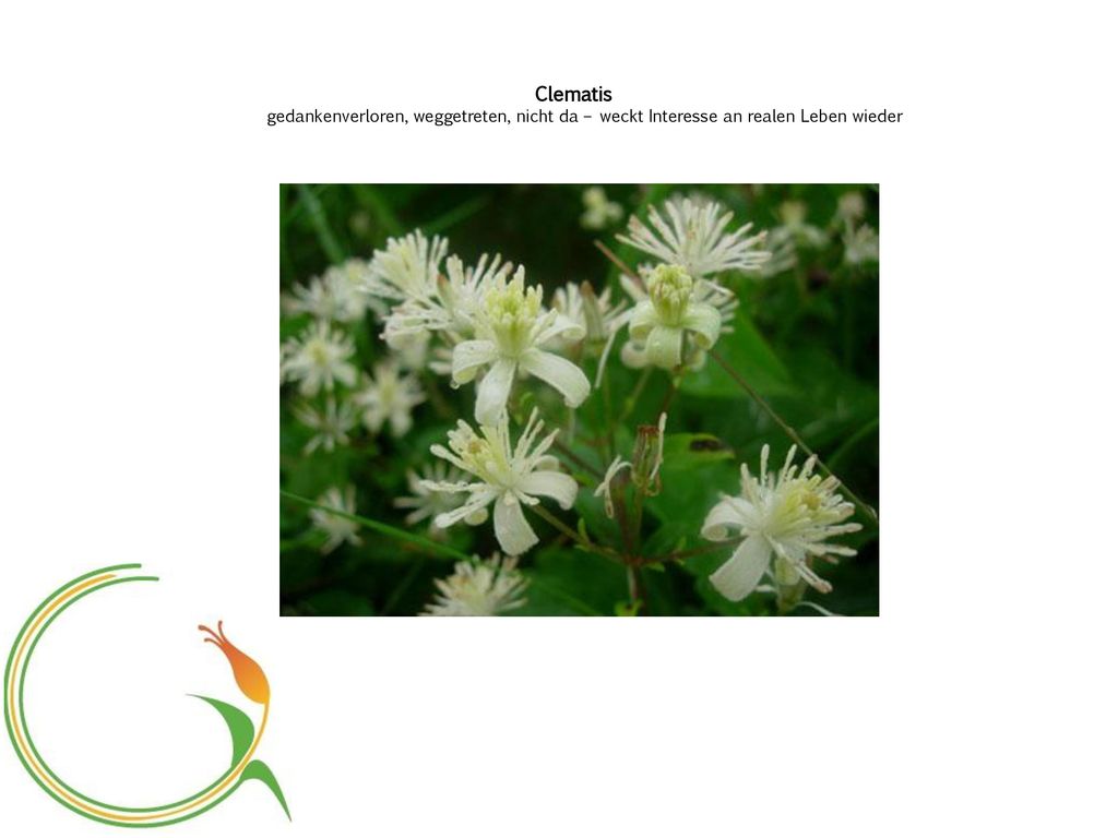 Clematis gedankenverloren, weggetreten, nicht da – weckt Interesse an realen Leben wieder