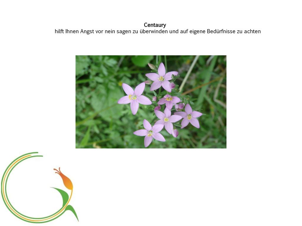 Centaury hilft Ihnen Angst vor nein sagen zu überwinden und auf eigene Bedürfnisse zu achten