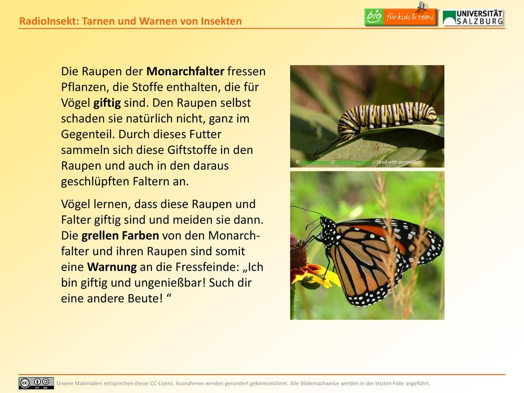 Die Raupen der Monarchfalter fressen Pflanzen, die Stoffe enthalten, die für Vögel giftig sind. Den Raupen selbst schaden sie natürlich nicht, ganz im Gegenteil. Durch dieses Futter sammeln sich diese Giftstoffe in den Raupen und auch in den daraus geschlüpften Faltern an.