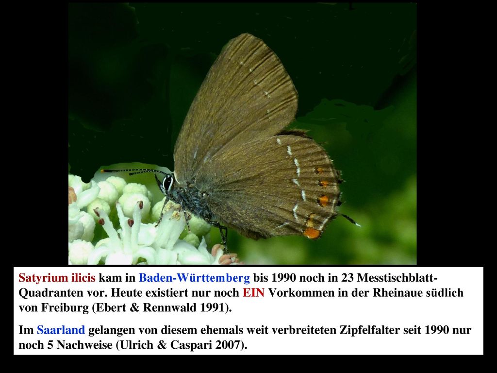 Satyrium ilicis kam in Baden-Württemberg bis 1990 noch in 23 Messtischblatt-Quadranten vor. Heute existiert nur noch EIN Vorkommen in der Rheinaue südlich von Freiburg (Ebert & Rennwald 1991).