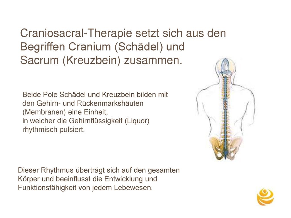Craniosacral-Therapie setzt sich aus den Begriffen Cranium (Schädel) und Sacrum (Kreuzbein) zusammen.