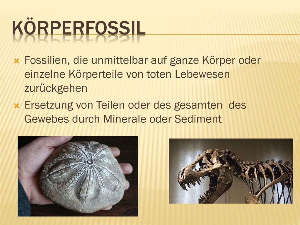 Körperfossil Fossilien, die unmittelbar auf ganze Körper oder einzelne Körperteile von toten Lebewesen zurückgehen.