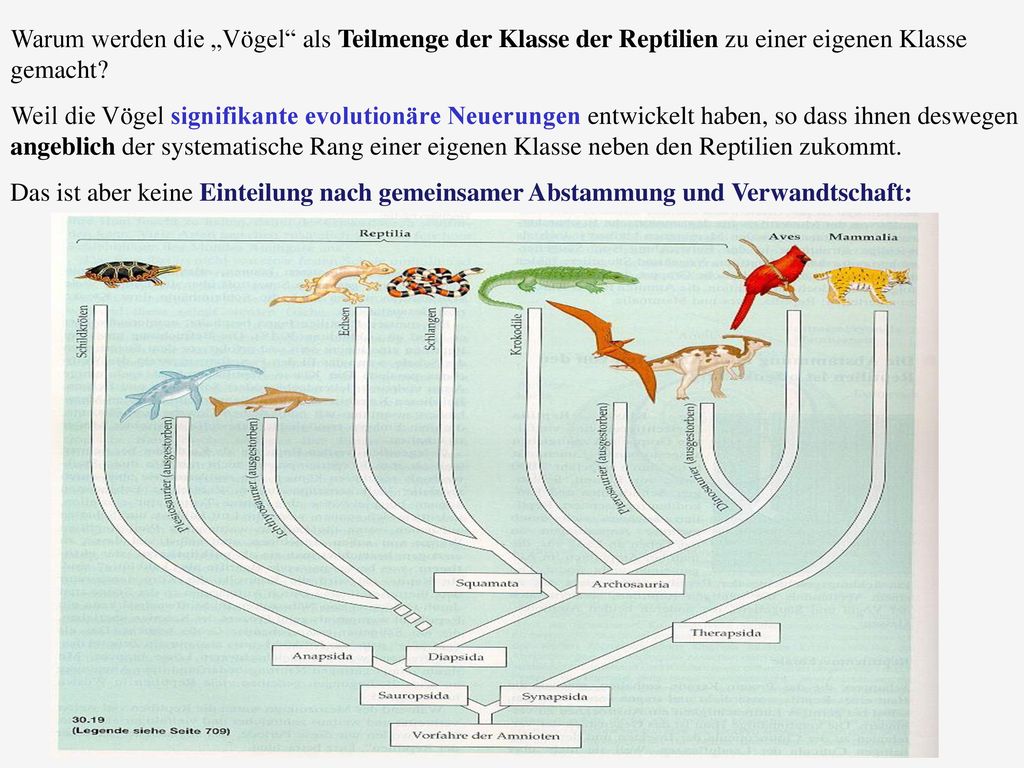 Warum werden die „Vögel als Teilmenge der Klasse der Reptilien zu einer eigenen Klasse gemacht
