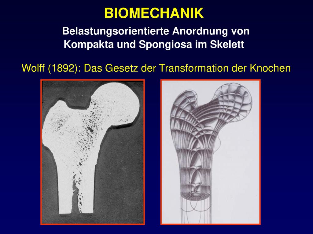BIOMECHANIK Belastungsorientierte Anordnung von Kompakta und Spongiosa im Skelett