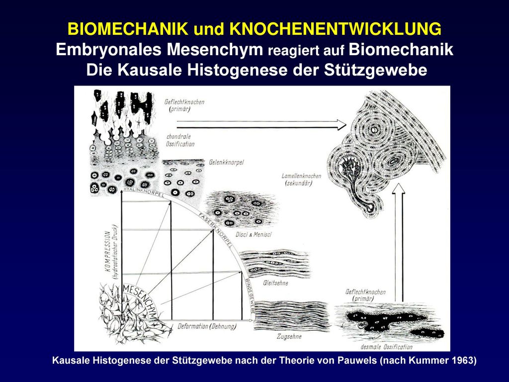 BIOMECHANIK und KNOCHENENTWICKLUNG Embryonales Mesenchym reagiert auf Biomechanik Die Kausale Histogenese der Stützgewebe