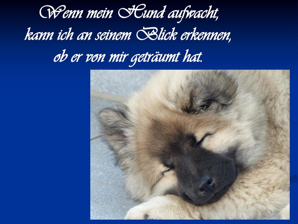 Wenn mein Hund aufwacht, kann ich an seinem Blick erkennen,