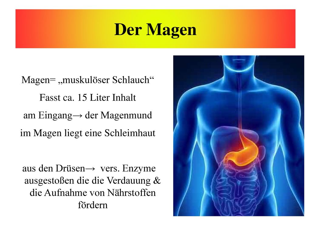 Der Magen Magen= „muskulöser Schlauch Fasst ca. 15 Liter Inhalt