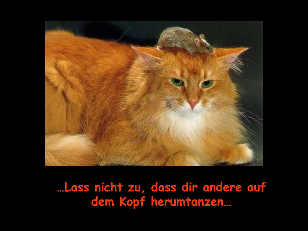 …Lass nicht zu, dass dir andere auf dem Kopf herumtanzen…