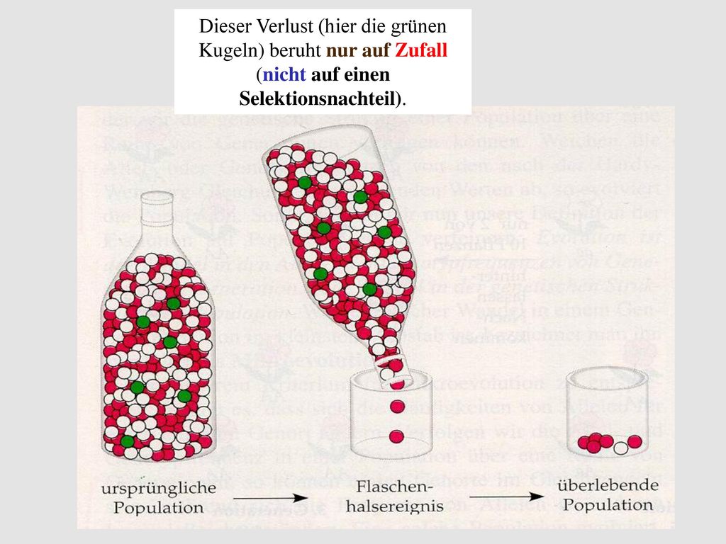 Dieser Verlust (hier die grünen Kugeln) beruht nur auf Zufall (nicht auf einen Selektionsnachteil).