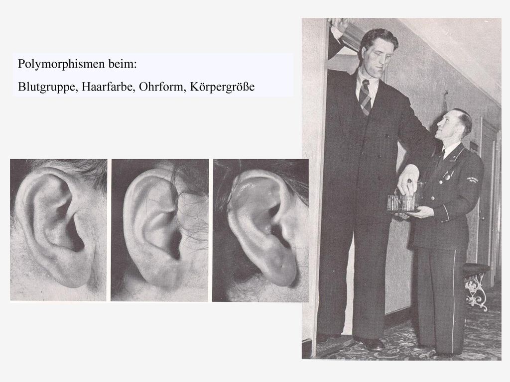 Polymorphismen beim: Blutgruppe, Haarfarbe, Ohrform, Körpergröße