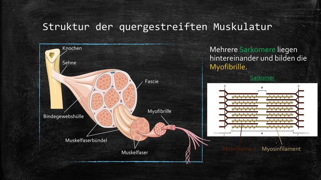 Struktur der quergestreiften Muskulatur