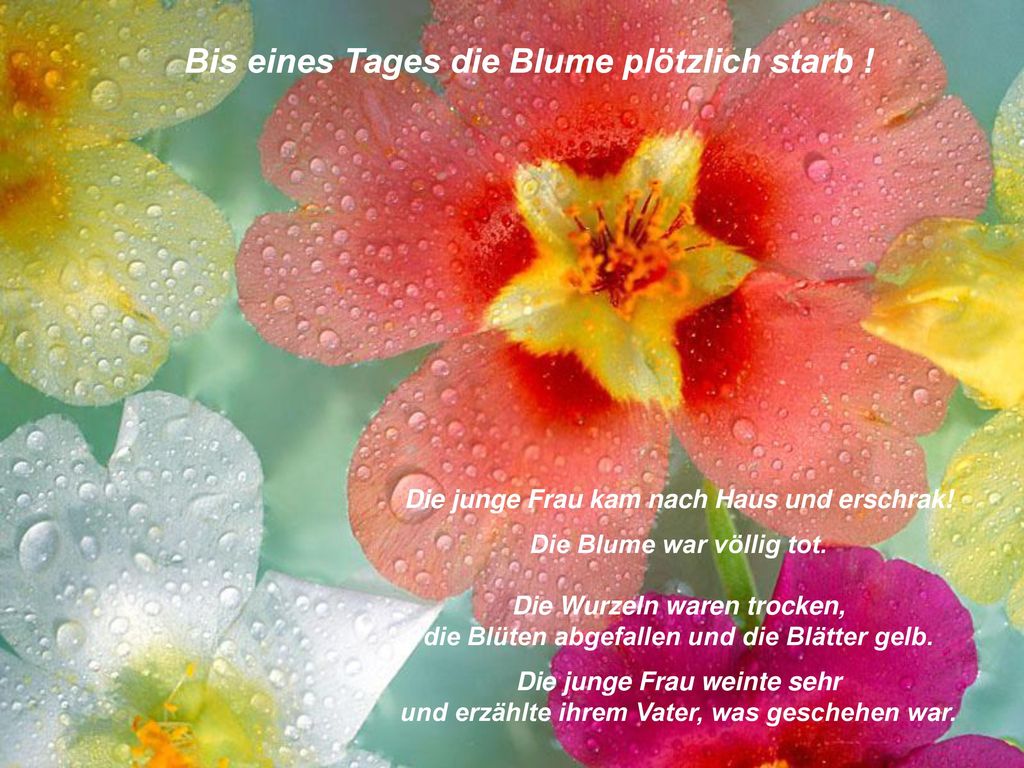 Bis eines Tages die Blume plötzlich starb !