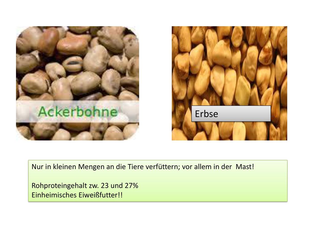 Erbse Nur in kleinen Mengen an die Tiere verfüttern; vor allem in der Mast! Rohproteingehalt zw. 23 und 27%