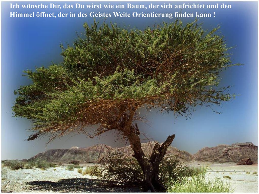 Ich wünsche Dir, das Du wirst wie ein Baum, der sich aufrichtet und den Himmel öffnet, der in des Geistes Weite Orientierung finden kann !