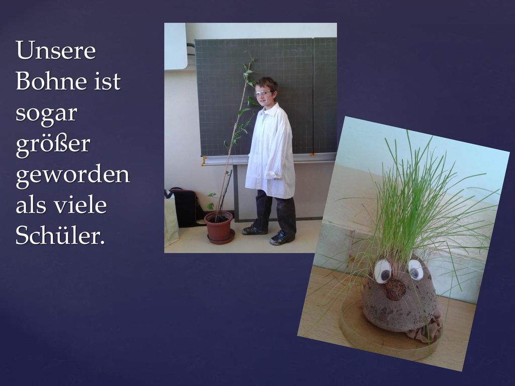 Unsere Bohne ist sogar größer geworden als viele Schüler.