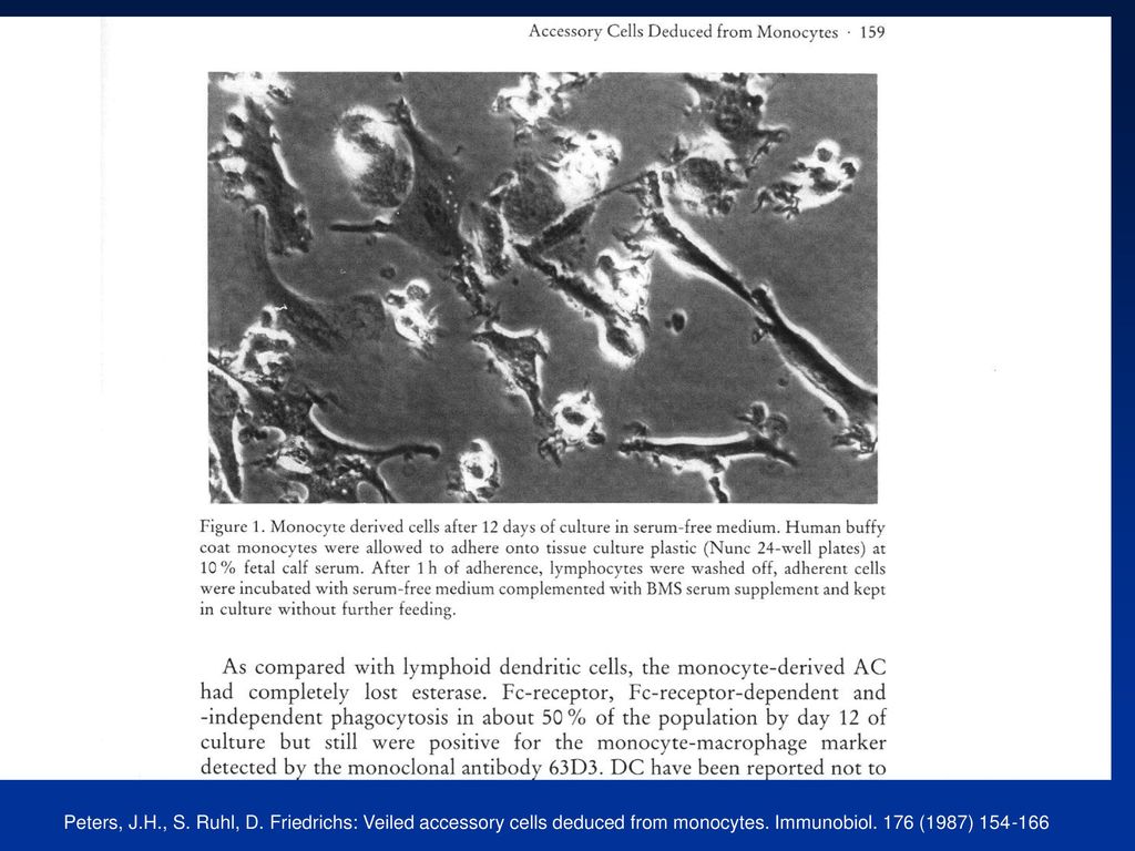 Peters, J.H., S. Ruhl, D. Friedrichs: Veiled accessory cells deduced from monocytes.