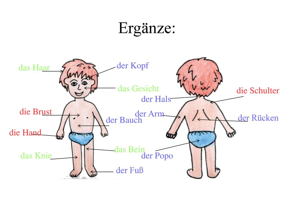 Ergänze: der Kopf das Haar das Gesicht die Schulter der Hals die Brust