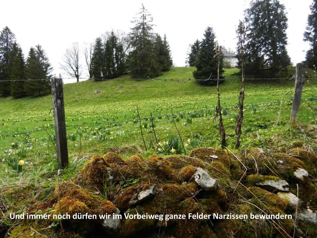 Und immer noch dürfen wir im Vorbeiweg ganze Felder Narzissen bewundern