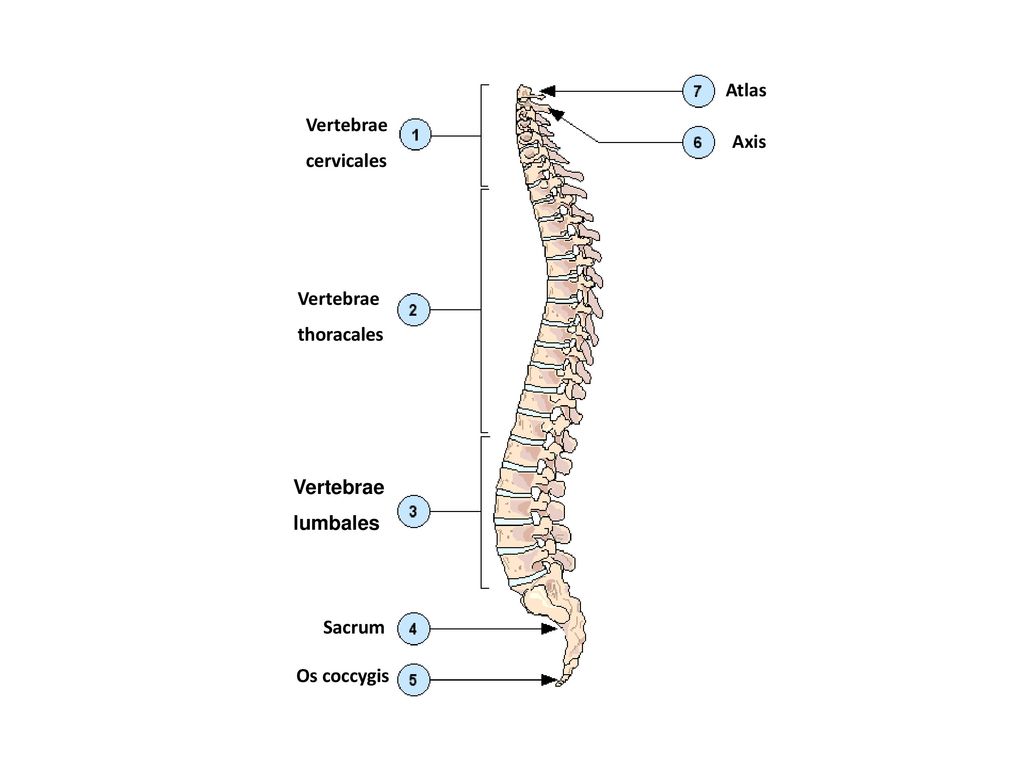 Atlas Axis Vertebrae cervicales thoracales lumbales Sacrum Os coccygis