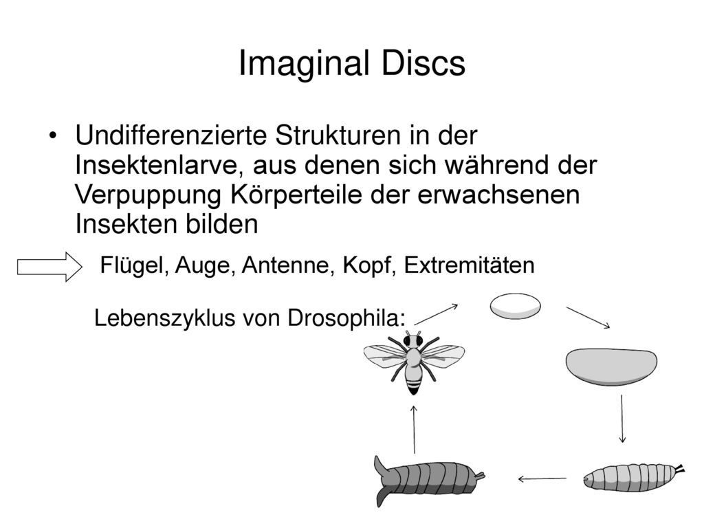 Imaginal Discs Undifferenzierte Strukturen in der Insektenlarve, aus denen sich während der Verpuppung Körperteile der erwachsenen Insekten bilden.