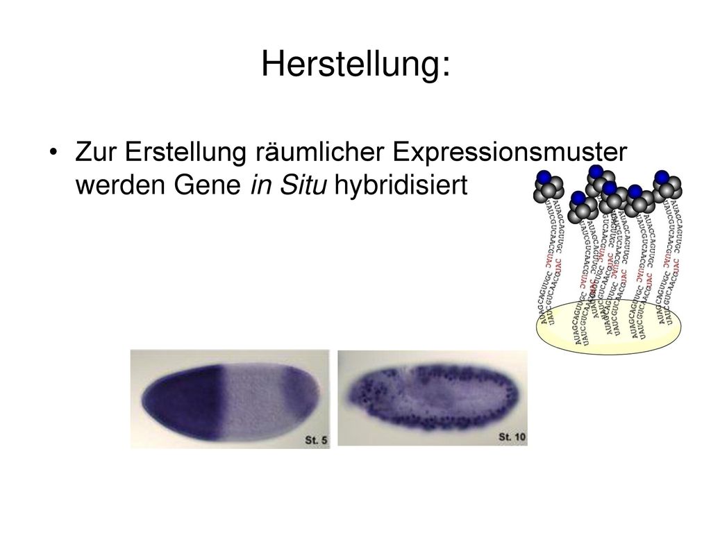 Herstellung: Zur Erstellung räumlicher Expressionsmuster werden Gene in Situ hybridisiert