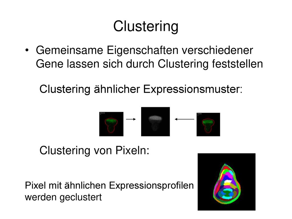 Clustering Gemeinsame Eigenschaften verschiedener Gene lassen sich durch Clustering feststellen. Clustering ähnlicher Expressionsmuster:
