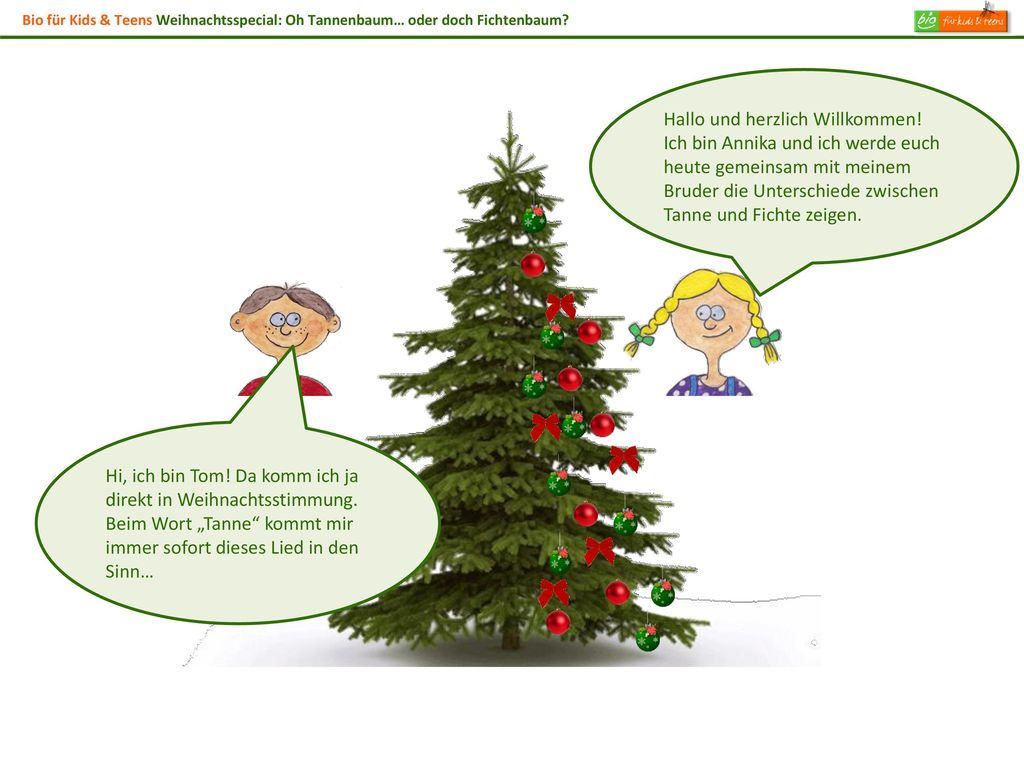 Bio für Kids & Teens Weihnachtsspecial: Oh Tannenbaum… oder doch Fichtenbaum