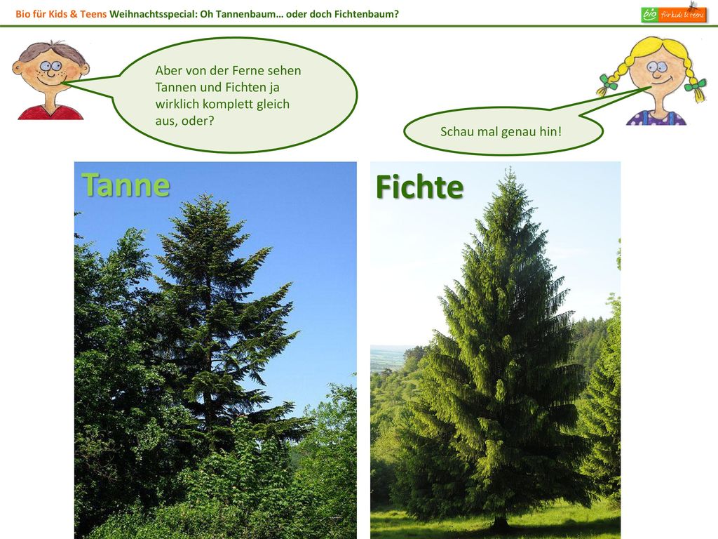 Bio für Kids & Teens Weihnachtsspecial: Oh Tannenbaum… oder doch Fichtenbaum