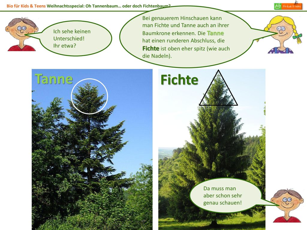 Bio für Kids & Teens Weihnachtsspecial: Oh Tannenbaum… oder doch Fichtenbaum