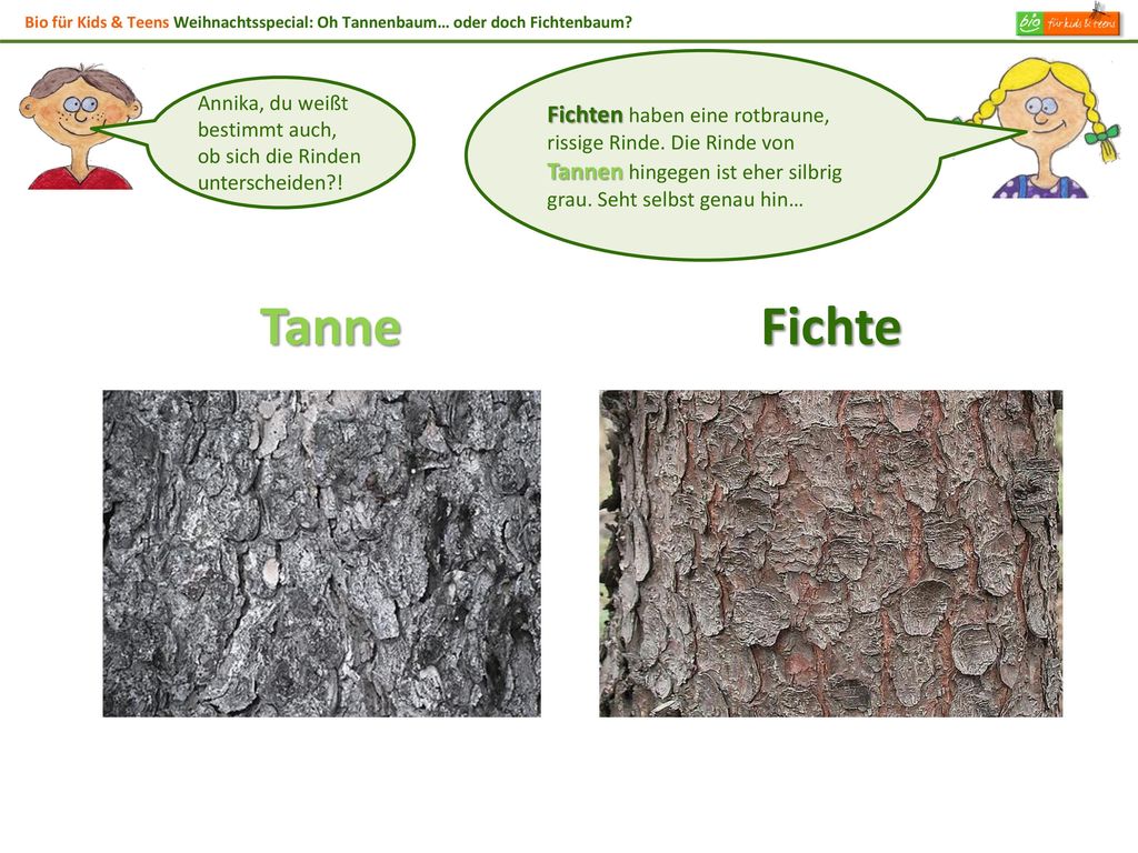 Bio für Kids & Teens Weihnachtsspecial: Oh Tannenbaum… oder doch Fichtenbaum