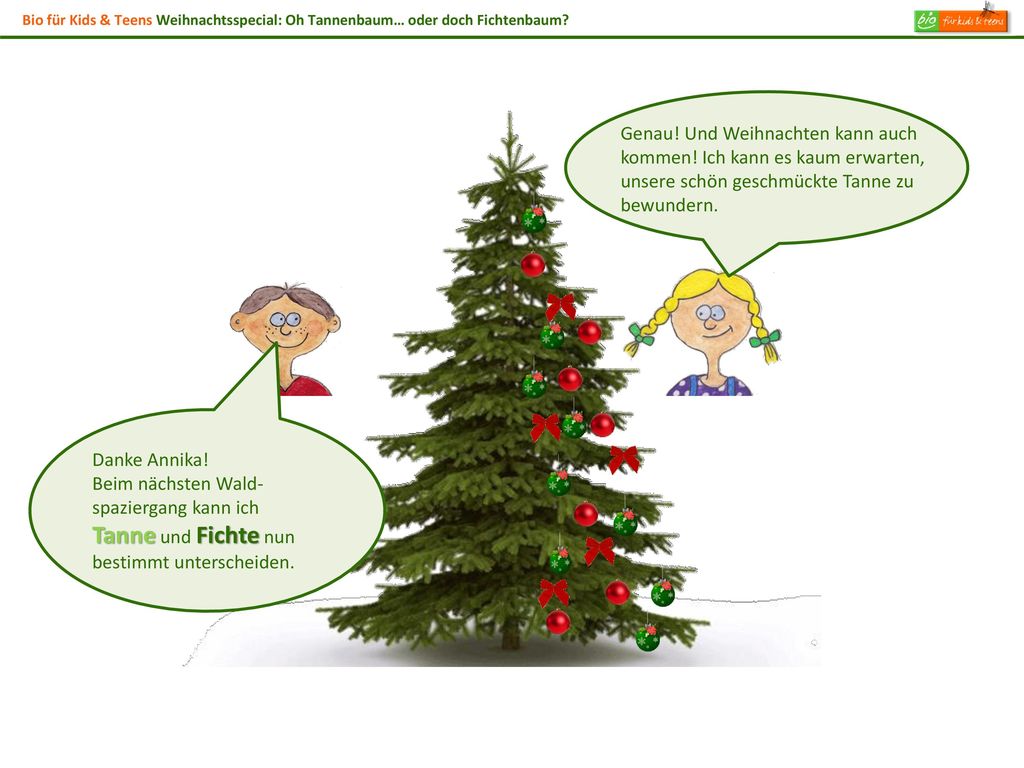 Bio für Kids & Teens Weihnachtsspecial: Oh Tannenbaum… oder doch Fichtenbaum