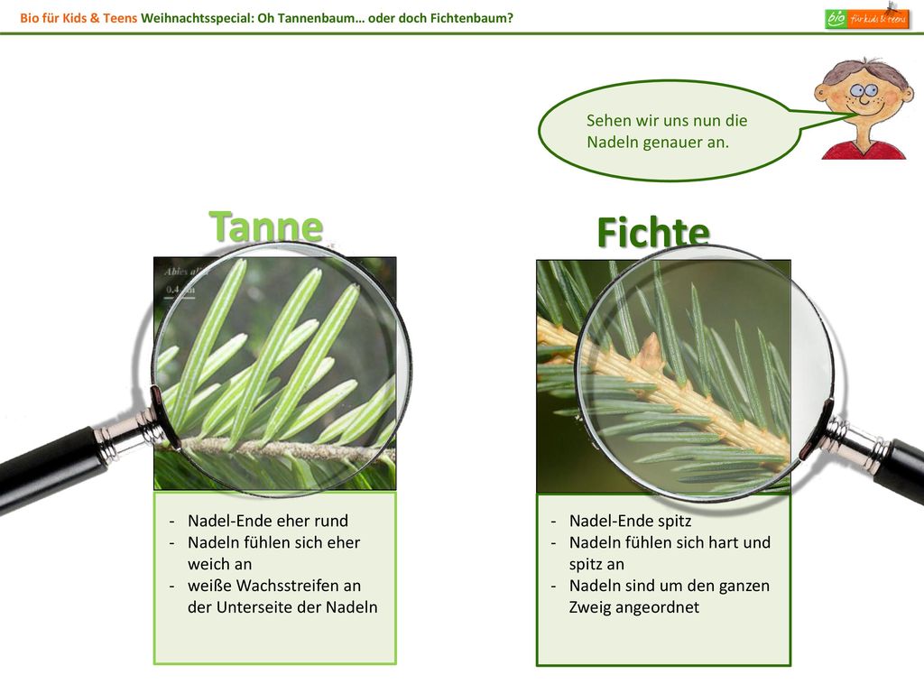 Tanne Fichte Sehen wir uns nun die Nadeln genauer an.