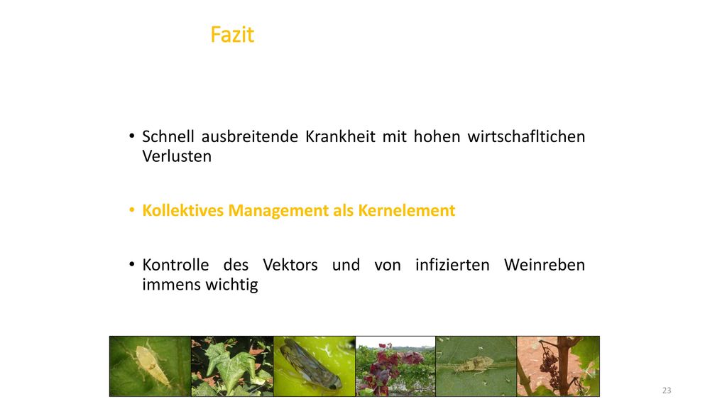 Fazit Schnell ausbreitende Krankheit mit hohen wirtschafltichen Verlusten. Kollektives Management als Kernelement.