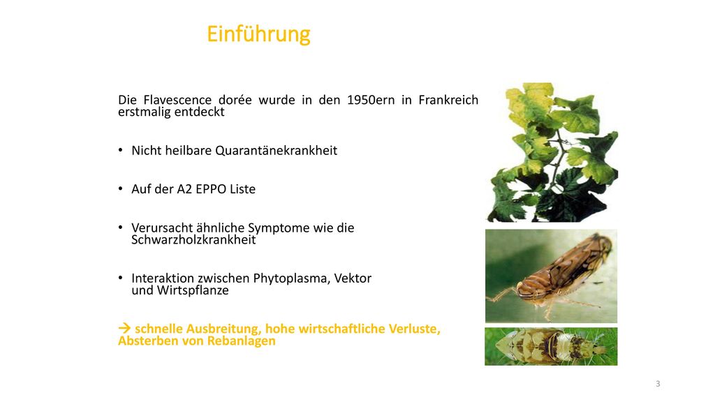 Einführung Die Flavescence dorée wurde in den 1950ern in Frankreich erstmalig entdeckt. Nicht heilbare Quarantänekrankheit.