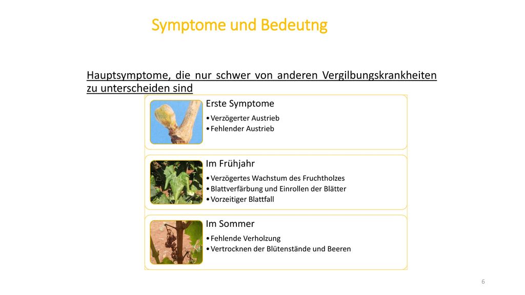 Symptome und Bedeutng Hauptsymptome, die nur schwer von anderen Vergilbungskrankheiten zu unterscheiden sind.