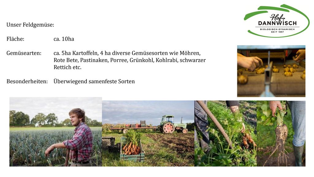 Unser Feldgemüse: Fläche: ca. 10ha. Gemüsearten: ca. 5ha Kartoffeln, 4 ha diverse Gemüsesorten wie Möhren,