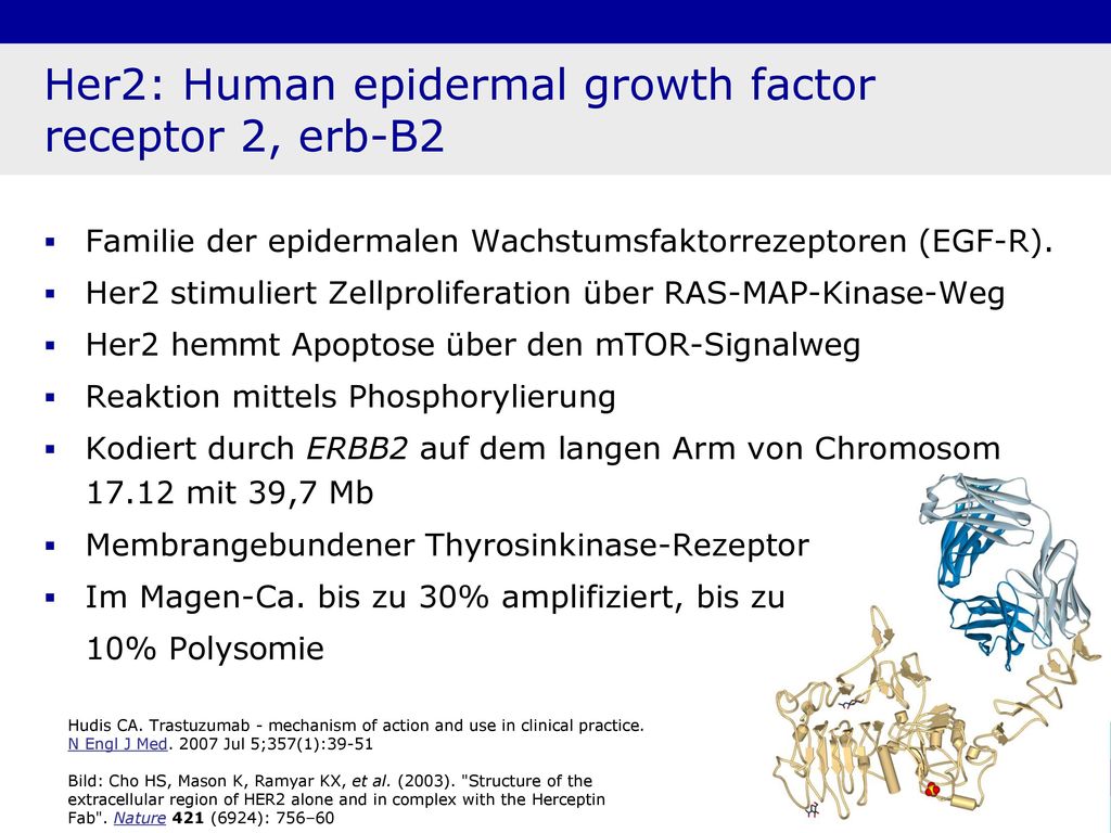 Her2: Human epidermal growth factor receptor 2, erb-B2