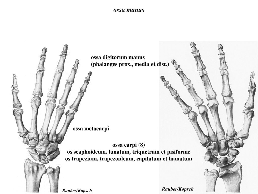 ossa manus ossa digitorum manus (phalanges prox., media et dist.)