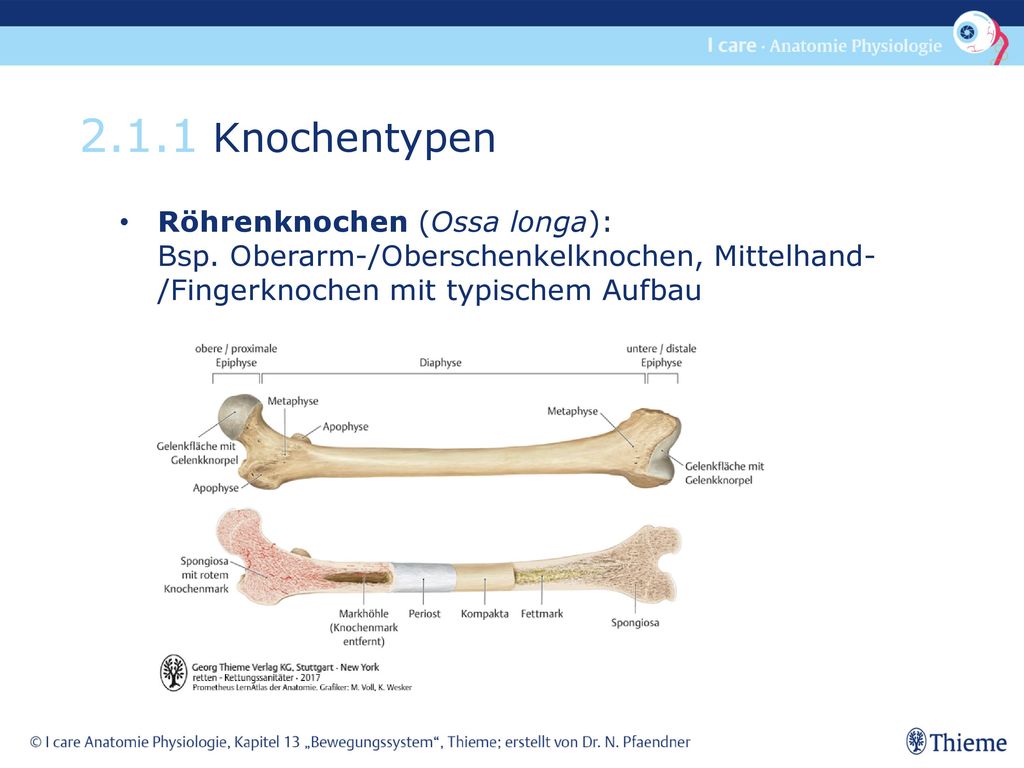 2.1.1 Knochentypen Röhrenknochen (Ossa longa): Bsp.