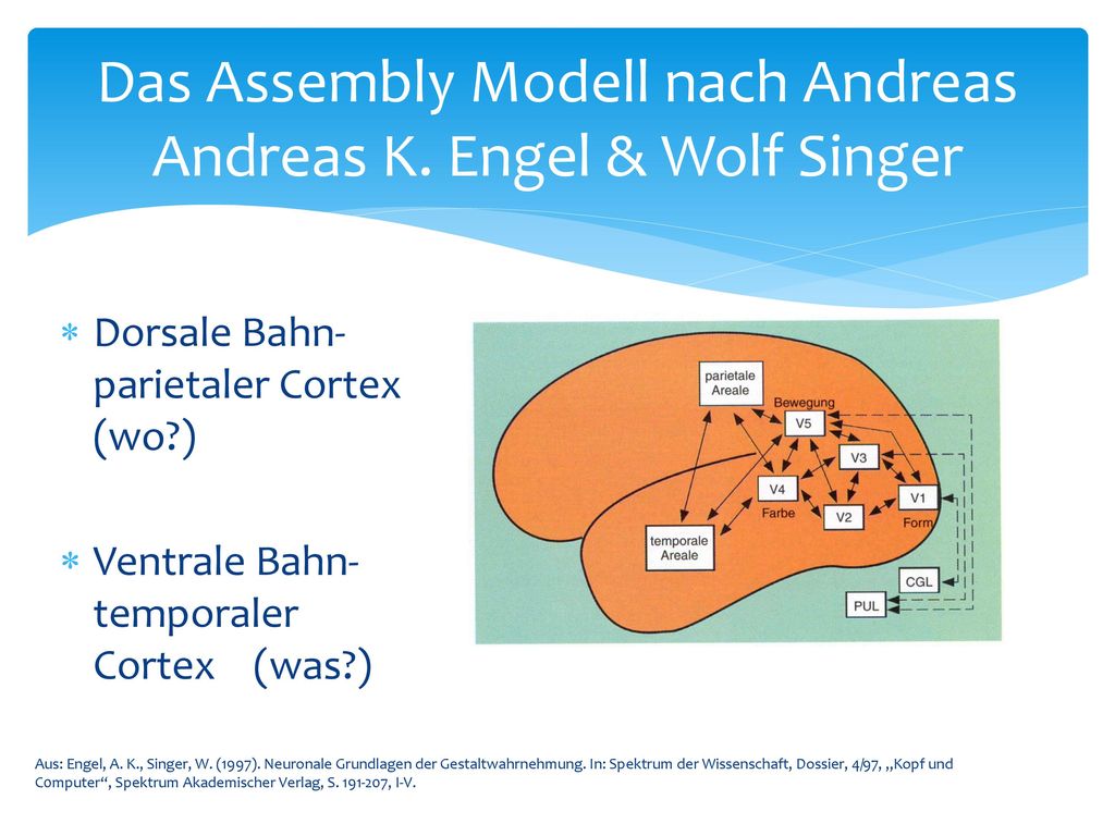 Das Assembly Modell nach Andreas Andreas K. Engel & Wolf Singer