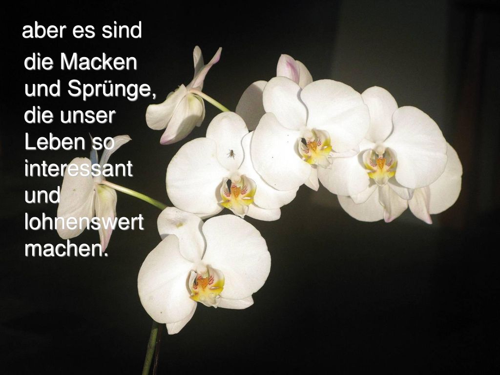 aber es sind die Macken und Sprünge, die unser Leben so interessant und lohnenswert machen.