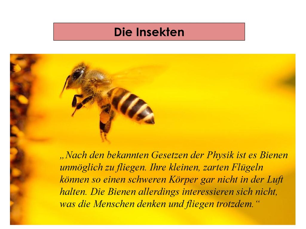 Die Insekten Wissenschaftler haben dank genauer Forschung herausgefunden, wie Bienen und alle anderen Insekten fliegen können.