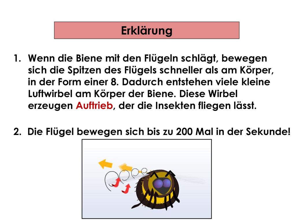 2. Die Flügel bewegen sich bis zu 200 Mal in der Sekunde!