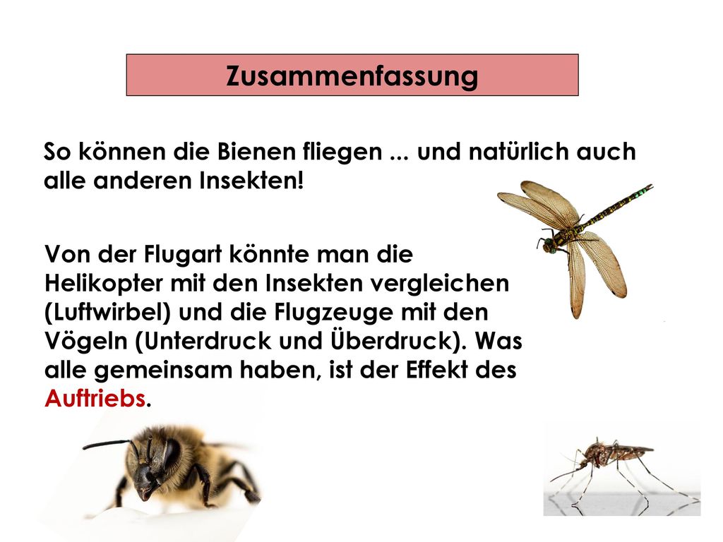 Zusammenfassung So können die Bienen fliegen ... und natürlich auch alle anderen Insekten!