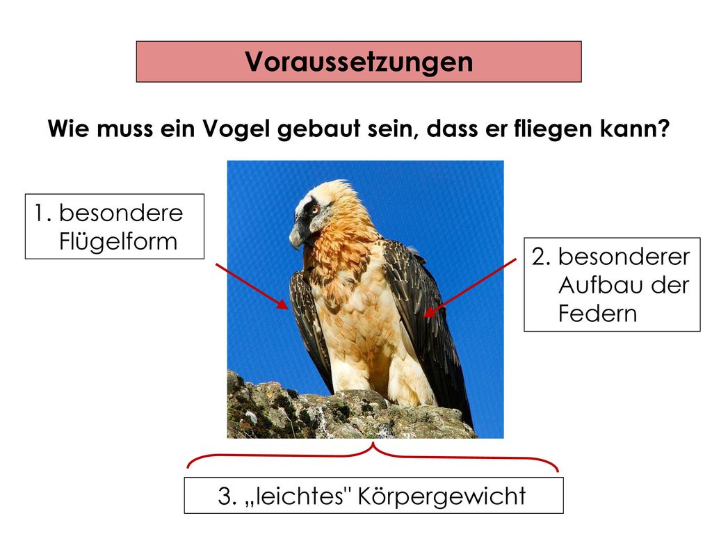 Wie muss ein Vogel gebaut sein, dass er fliegen kann