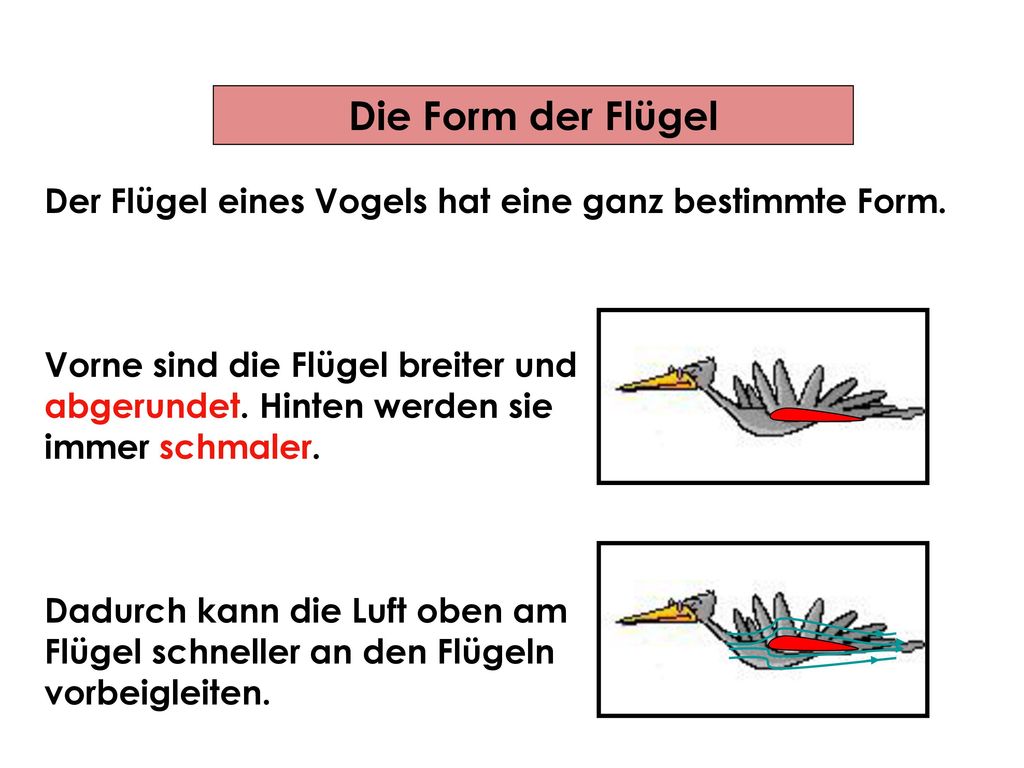 Die Form der Flügel Der Flügel eines Vogels hat eine ganz bestimmte Form. Vorne sind die Flügel breiter und.